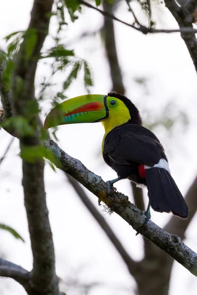 Kil billed toucan Ramphastos sulfuratus — Zdjęcie stockowe