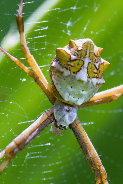 Araña tropical grande — Foto de Stock