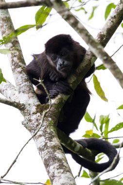 Kosta Rika 'daki Howler Maymunu 