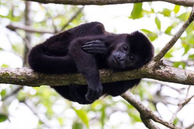 Kosta Rika 'daki Howler Maymunu 
