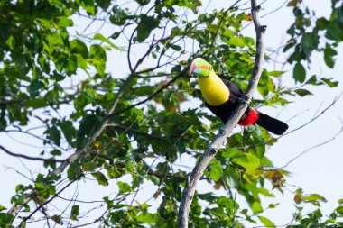 salma gagalı Tukan Ramphastos sulfuratus 