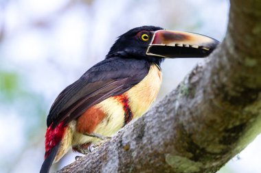 Yakalı Aracari - Pteroglossus torquatus 