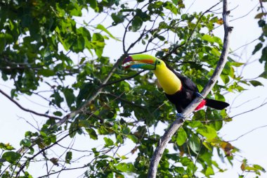 salma gagalı Tukan Ramphastos sulfuratus 
