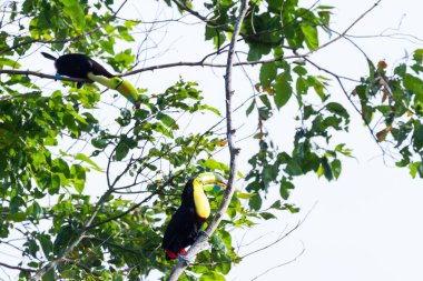 salma gagalı Tukan Ramphastos sulfuratus 