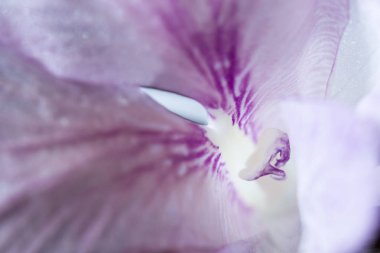 yumuşak pembe yaprakları 