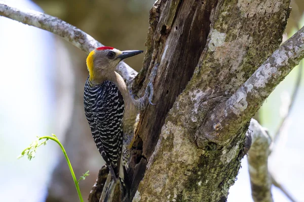 Pica-pau-de-faces-pretas (melanerpes pucherani ) — Fotografia de Stock