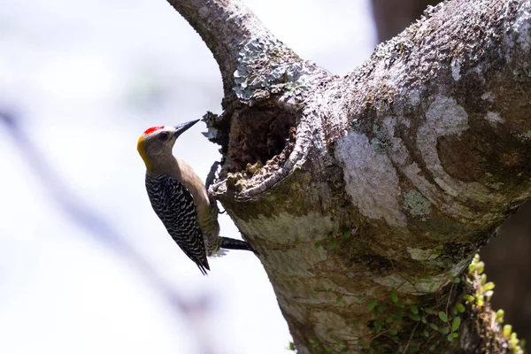 블랙 뺨 딱따구리 (melanerpes pucherani) — 스톡 사진