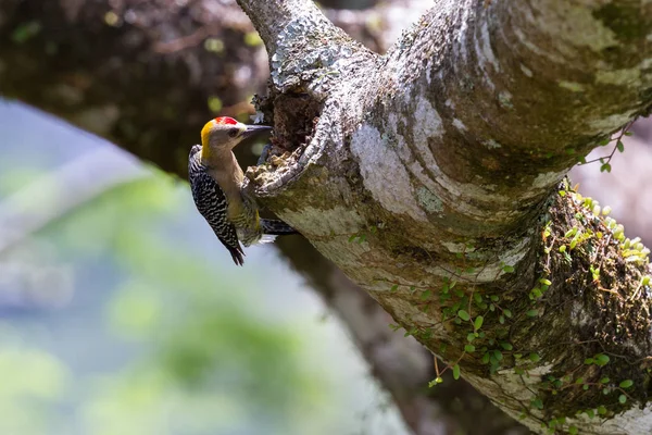 黑颊啄木鸟 (melanerpes pucherani) — 图库照片