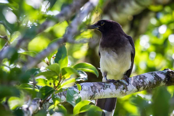 Tropikalnych ptaków w Kostaryce — Zdjęcie stockowe