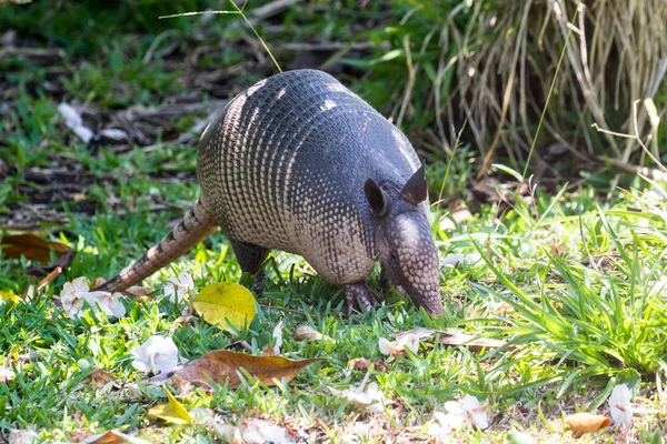 Devět – pruhované pásovec-(Dasypus novemcinctus) — Stock fotografie