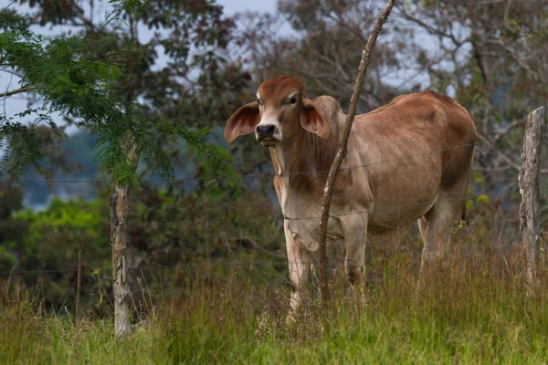 Vaca joven en Costa Rica — Foto de Stock