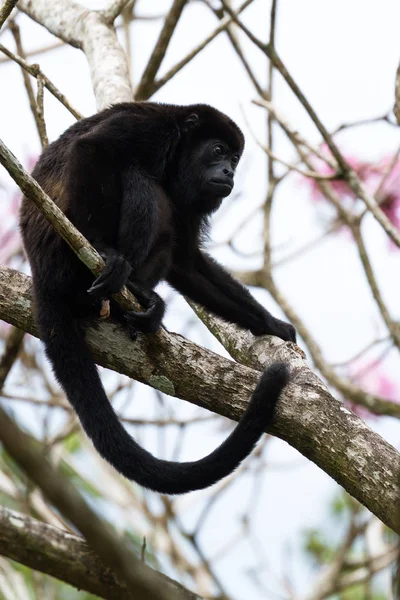 Mono aullador en Costa Rica — Foto de Stock