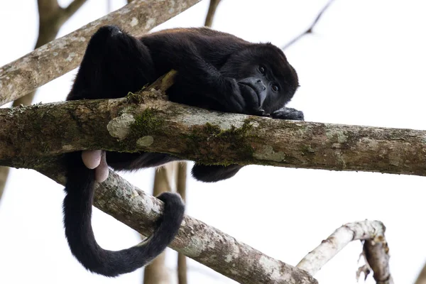 Ululatore scimmia in costa rica — Foto Stock