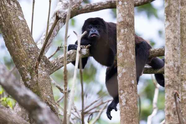 Kosta Rika 'daki Howler Maymunu — Stok fotoğraf