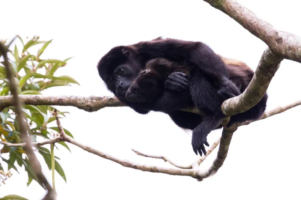 Mamá aullador con su bebé — Foto de Stock