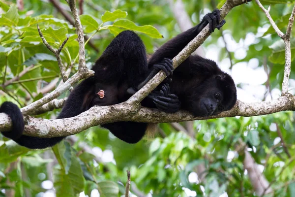 Wycie małpa w Kostaryka — Zdjęcie stockowe