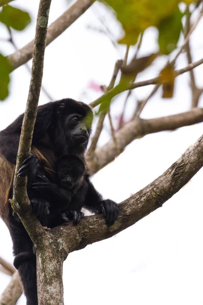Mama howler with her baby — Stock Photo, Image