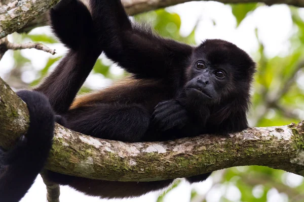 Howler monkey in Costa Rica — Stock Photo, Image