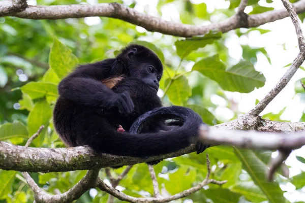 Mono aullador en Costa Rica —  Fotos de Stock