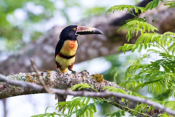 Aracari à collier -Pteroglossus torquatus — Photo