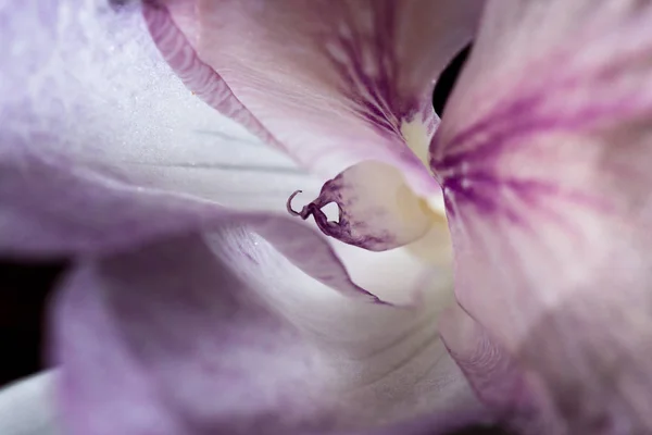 Soft pink petals — Stock Photo, Image