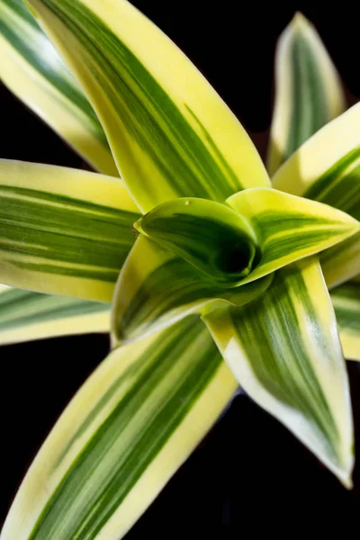 Vivida pianta tropicale — Foto Stock