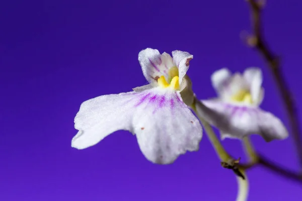 Liten vit orkidé — Stockfoto