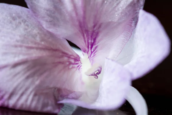 Soft pink petals — Stock Photo, Image