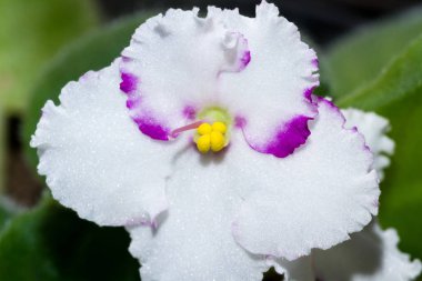 Beyaz bloom yakın çekim