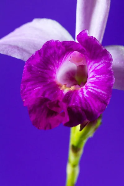 Bamboo orchid - Arundina graminifolia — Stock Photo, Image