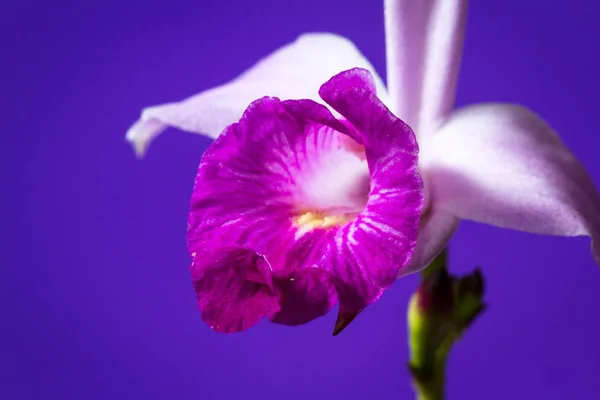 Orquídea de bambú - Arundina graminifolia — Foto de Stock