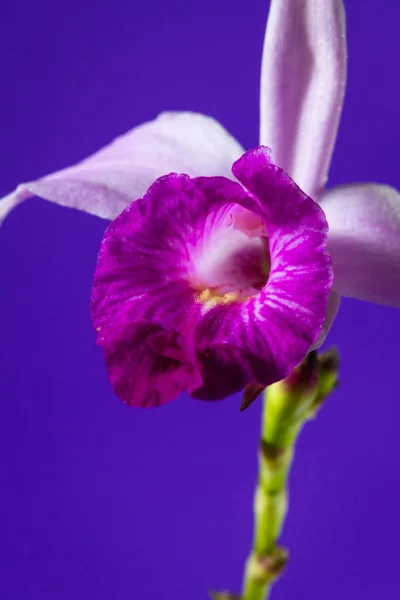 Bamboo orchid - Arundina graminifolia — Stock Photo, Image