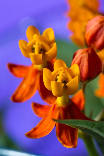 オレンジ色の野生の花 — ストック写真