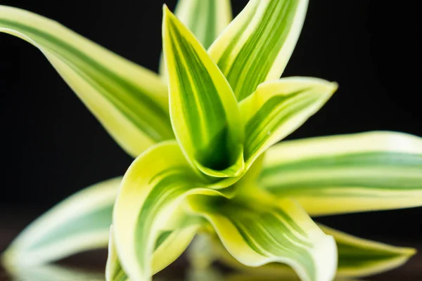 Levendige tropische plant — Stockfoto