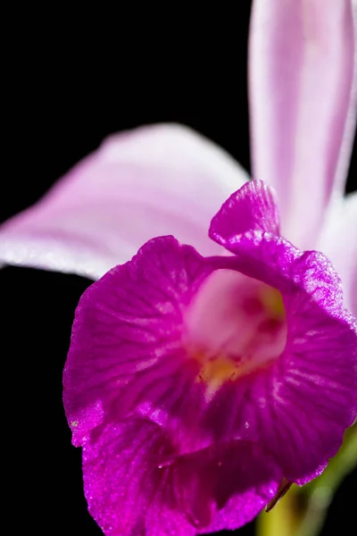 Bamboo orchid - Arundina graminifolia — Stock Photo, Image