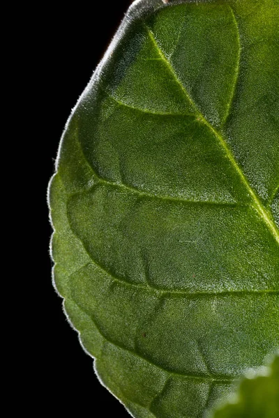 Naturalny liść tekstury — Zdjęcie stockowe