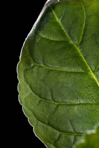 Natuurlijk blad textuur — Stockfoto