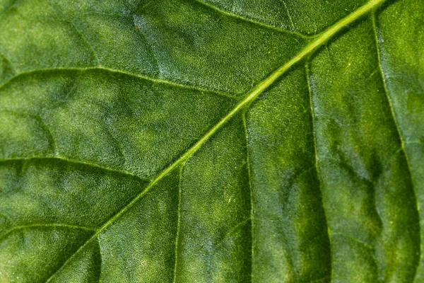 Listy v přírodní texturu — Stock fotografie