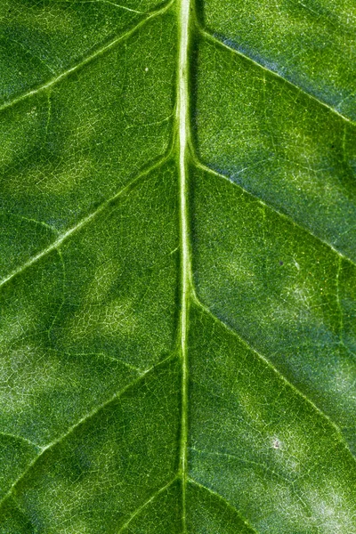 Textura natural de la hoja —  Fotos de Stock