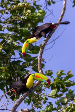 salma gagalı Tukan Ramphastos sulfuratus 