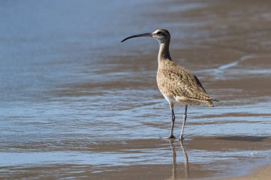 Uzun gagalı kocagöz - Numenius americanus