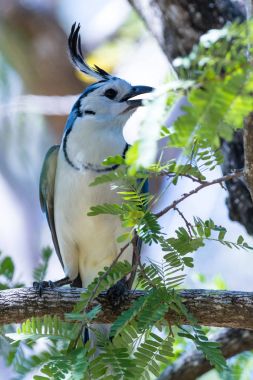 Beyaz boğazlı magpie jay (Calocitta formosa)