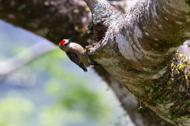 black-cheeked woodpecker (melanerpes pucherani) clipart