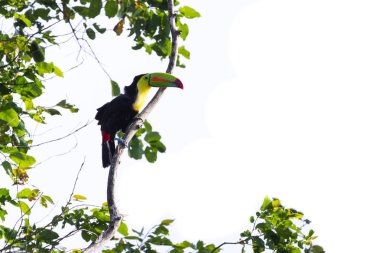 salma gagalı Tukan Ramphastos sulfuratus 