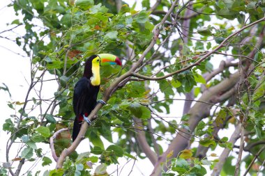salma gagalı Tukan Ramphastos sulfuratus 