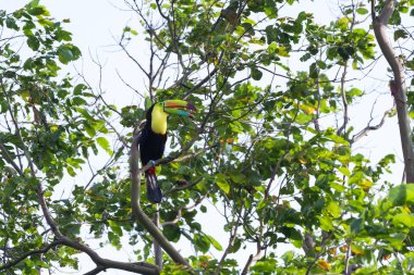 salma gagalı Tukan Ramphastos sulfuratus 