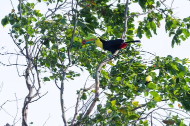 salma gagalı Tukan Ramphastos sulfuratus 