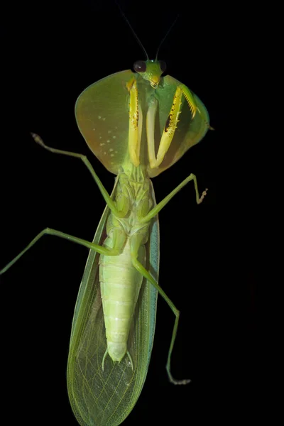 Choeradodis rhombicollis ou mantis com capuz — Fotografia de Stock