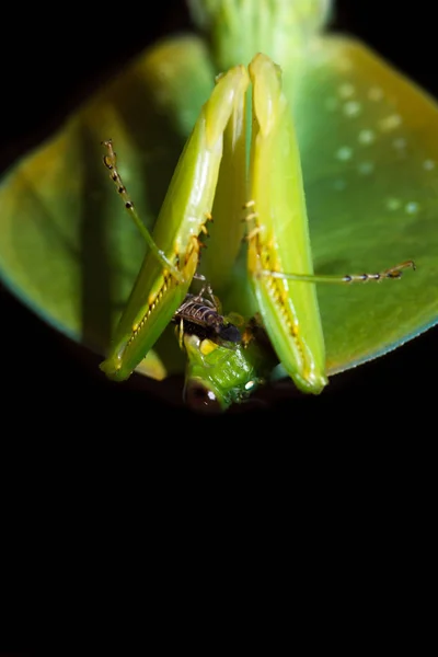 Choeradodis rhombicollis nebo s kapucí mantis — Stock fotografie