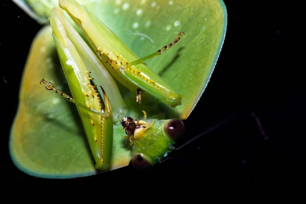 Choeradodis rhombicollis nebo s kapucí mantis — Stock fotografie